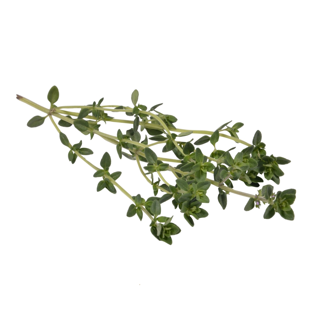 Thyme