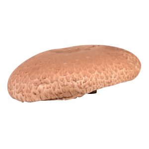 Portbella Mushroom Cap | Raw Item